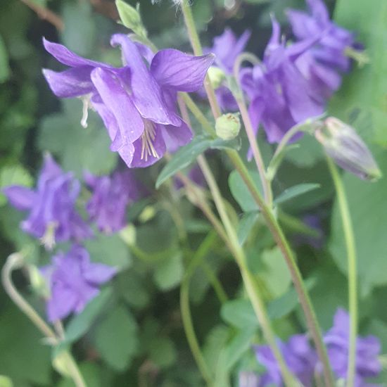 Aquilegia nuragica: Plant in nature in the NatureSpots App