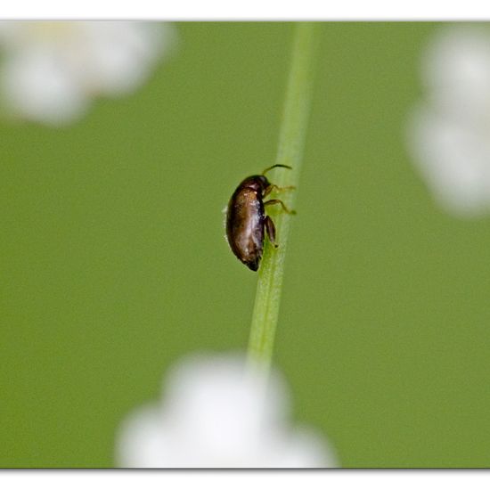 Alticinae: Tier im Habitat Hinterhof in der NatureSpots App