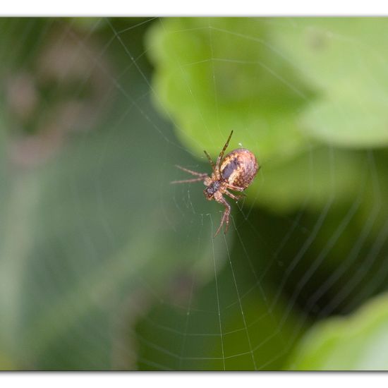 Herbstspinnen: Tier im Habitat Hinterhof in der NatureSpots App