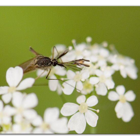 Stechmücken: Tier im Habitat Anderes Waldhabitat in der NatureSpots App