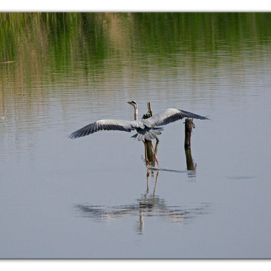 Graureiher: Tier im Habitat Teich in der NatureSpots App