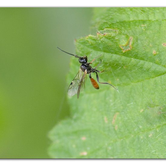 Schlupfwespen: Tier im Habitat Industrie in der NatureSpots App