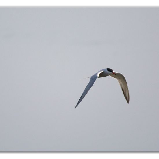 Common Tern: Animal in habitat Pond in the NatureSpots App