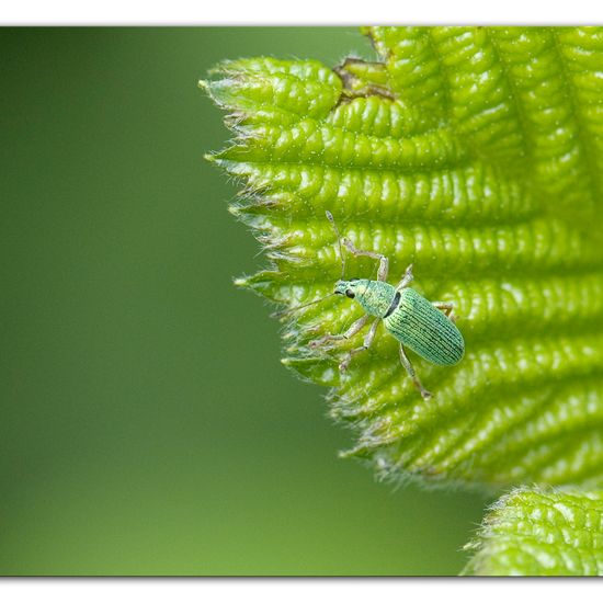 Eine unbekannte Art: Tier im Habitat Industrie in der NatureSpots App