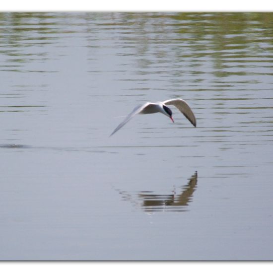 Flussseeschwalbe: Tier im Habitat Teich in der NatureSpots App