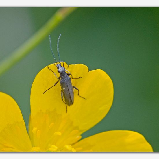 Oedemera: Animal in habitat Commerce or Industrial in the NatureSpots App