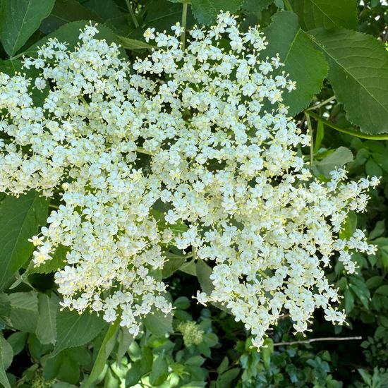 Schwarzer Holunder: Pflanze im Habitat Vorstadt in der NatureSpots App