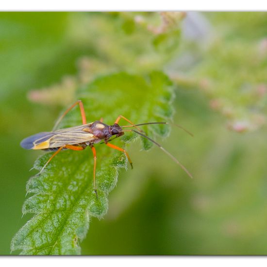 Prachtwanze: Tier im Habitat Industrie in der NatureSpots App