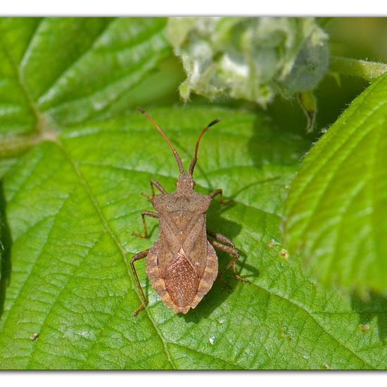 Coreus marginatus: Animal in habitat Commerce or Industrial in the NatureSpots App