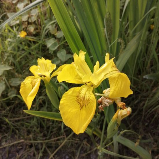 Sumpf-Schwertlilie: Pflanze im Habitat Anderes Süsswasserhabitat in der NatureSpots App