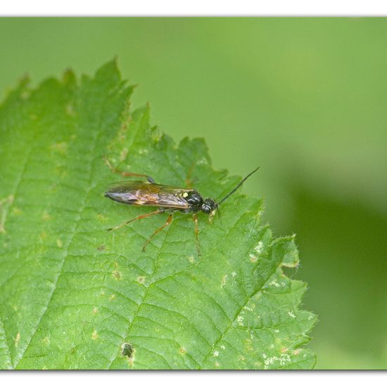 Eine unbekannte Art: Tier im Habitat Industrie in der NatureSpots App