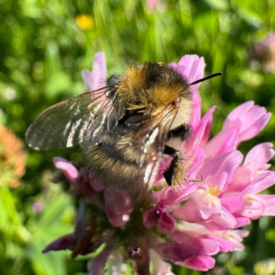 Bombus pascuorum: Animal in habitat Garden in the NatureSpots App