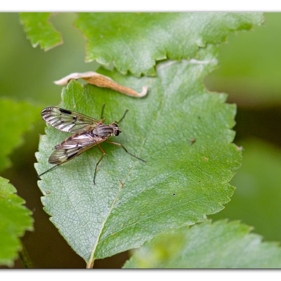 Gemeine Schnepfenfliege: Tier im Habitat Anderes Waldhabitat in der NatureSpots App