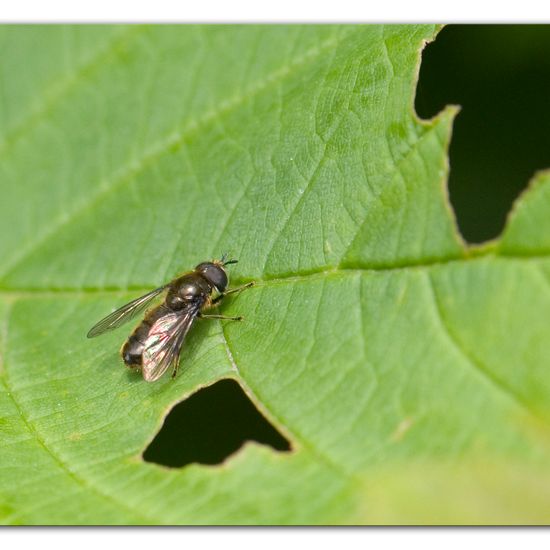 Pipizella viduata: Tier im Habitat Industrie in der NatureSpots App