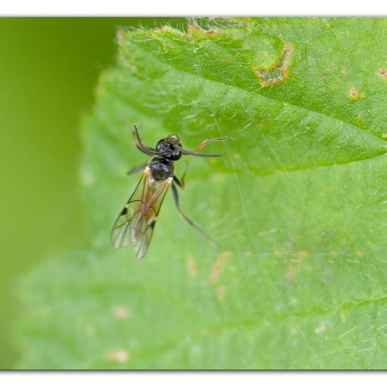 Schlupfwespen: Tier im Habitat Industrie in der NatureSpots App