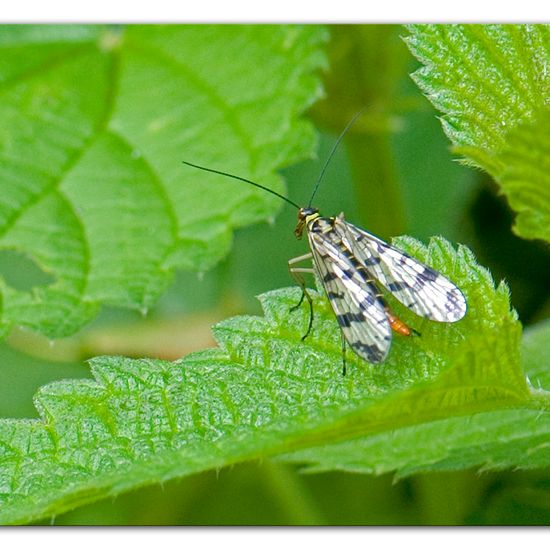 Panorpa vulgaris: Tier im Habitat Industrie in der NatureSpots App