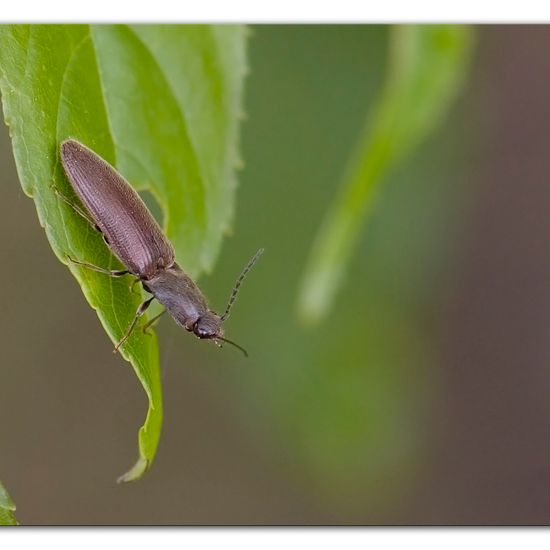 Rotbauchiger Laubschnellkäfer: Tier im Habitat Halb-natürliches Grasland in der NatureSpots App