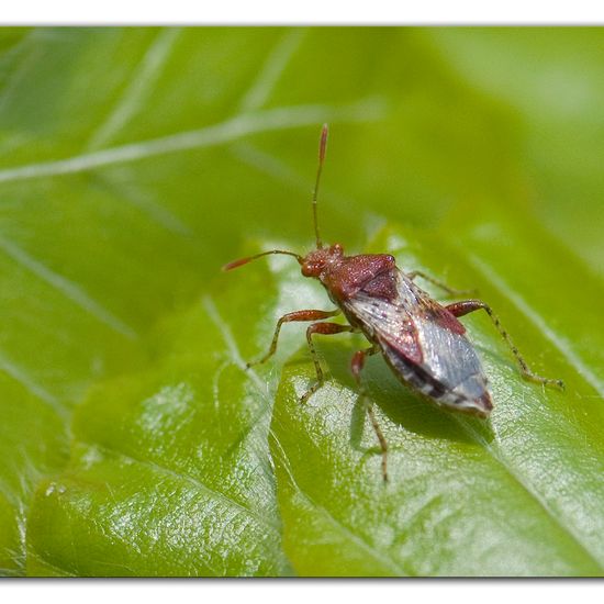 Rhopalus subrufus: Tier im Habitat Industrie in der NatureSpots App