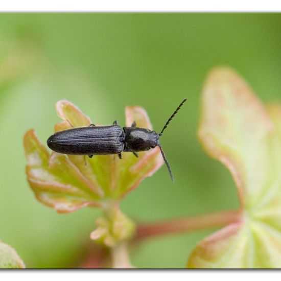 Schwarzer Rauhaarschnellkäfer: Tier im Habitat Halb-natürliches Grasland in der NatureSpots App