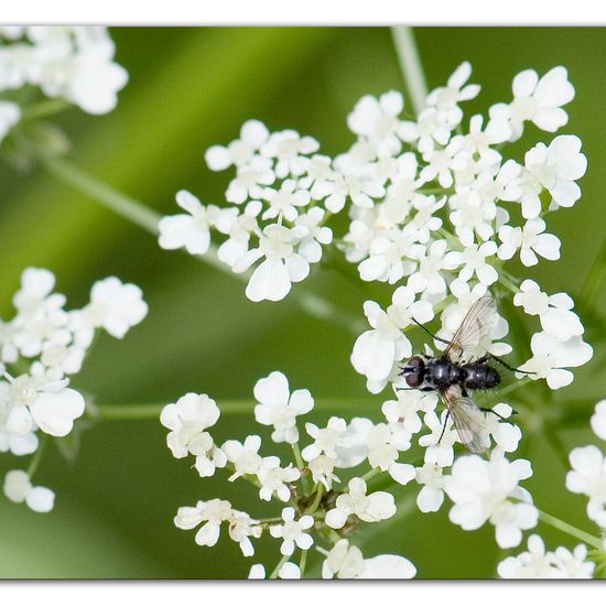 Phania funesta: Tier im Habitat Industrie in der NatureSpots App