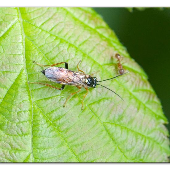 Tenthredopsis scutellaris: Animal in habitat Commerce or Industrial in the NatureSpots App