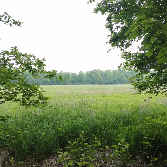 Landschaft: Grasland und Büsche im Habitat Halb-natürliches Grasland in der NatureSpots App