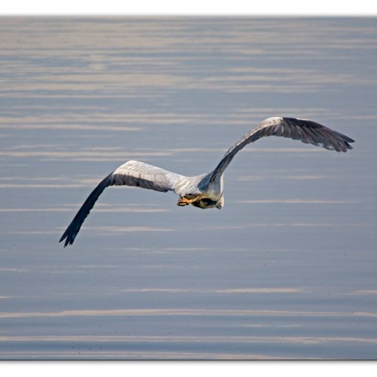 Graureiher: Tier im Habitat Teich in der NatureSpots App