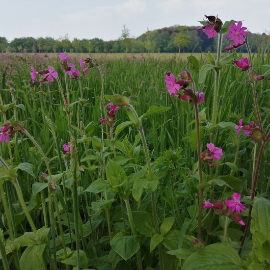 Red campion: Plant in habitat Semi-natural grassland in the NatureSpots App