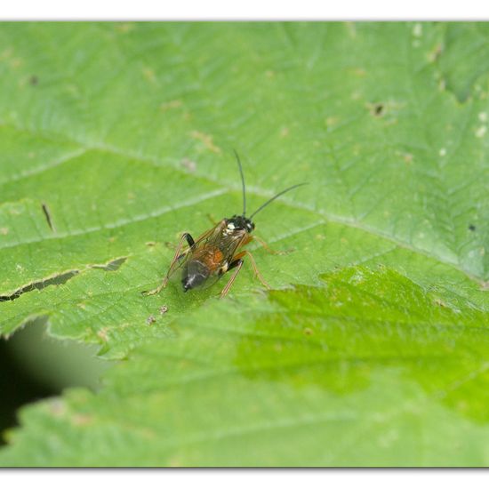 Eine unbekannte Art: Tier im Habitat Industrie in der NatureSpots App