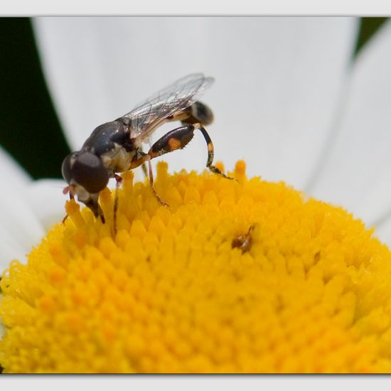 Kleine Mistbiene: Tier im Habitat Industrie in der NatureSpots App