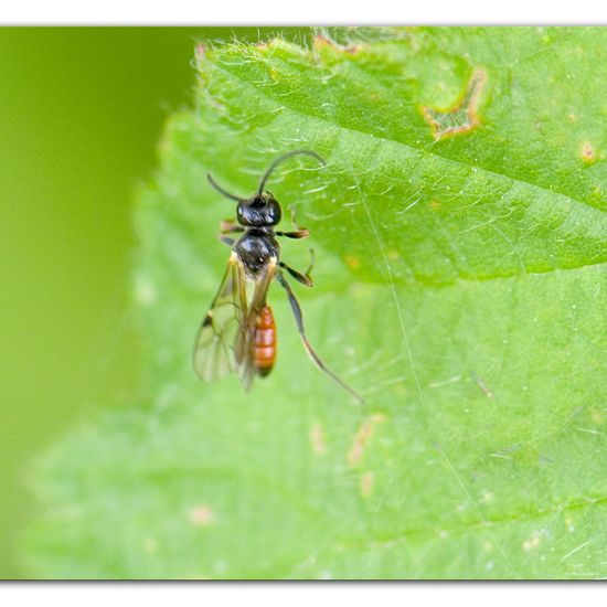 Schlupfwespen: Tier im Habitat Industrie in der NatureSpots App