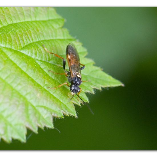 Tenthredopsis scutellaris: Animal in habitat Commerce or Industrial in the NatureSpots App