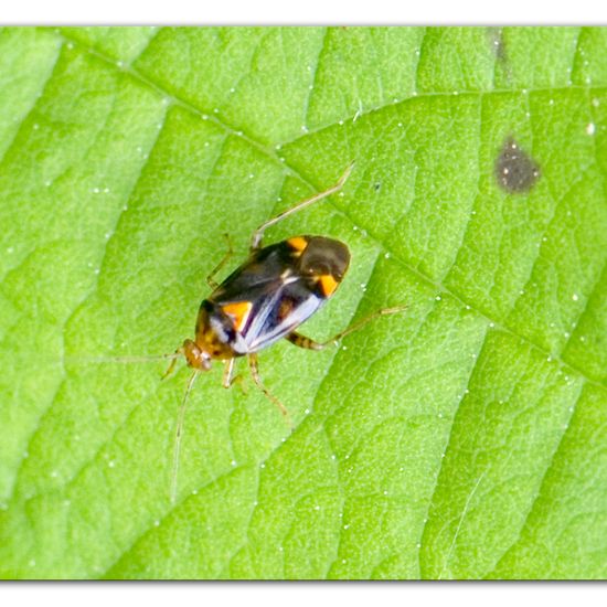 Liocoris tripustulatus: Tier im Habitat Industrie in der NatureSpots App