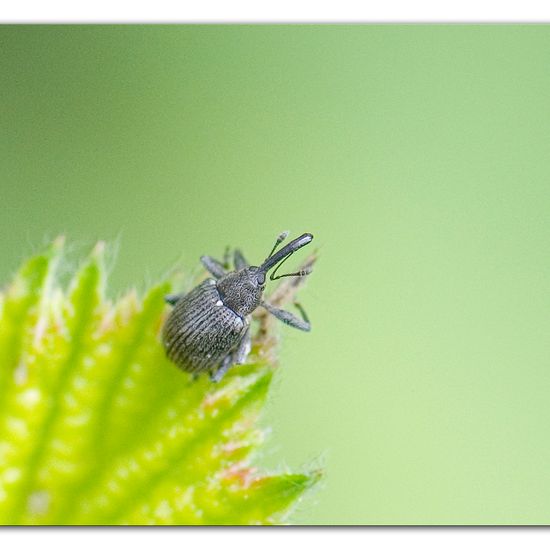 Erdbeerblütenstecher: Tier im Habitat Industrie in der NatureSpots App