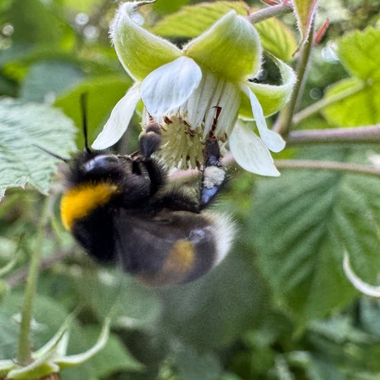 Dunkle Erdhummel: Tier im Habitat Garten in der NatureSpots App