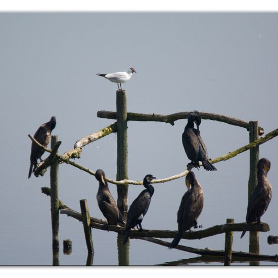 Great Cormorant: Animal in habitat Pond in the NatureSpots App