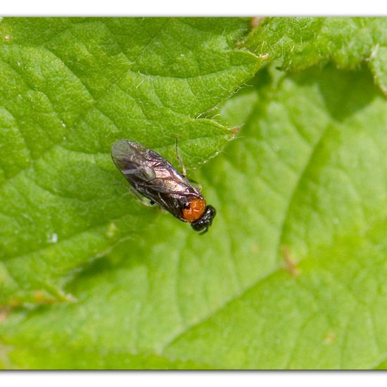 Eutomostethus ephippium: Tier im Habitat Industrie in der NatureSpots App