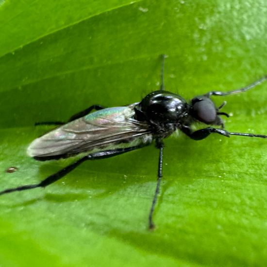 Märzfliege: Tier im Habitat Garten in der NatureSpots App