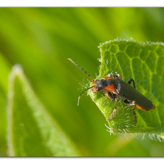 Gemeiner Weichkäfer: Tier im Habitat Ackerrandstreifen in der NatureSpots App