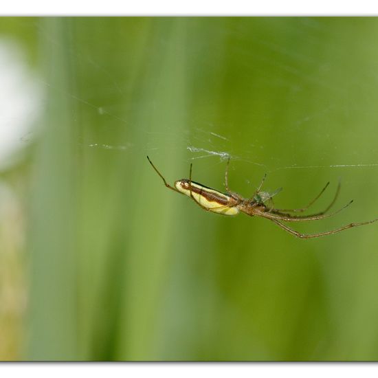 Gemeine Streckerspinne: Tier im Habitat Ackerrandstreifen in der NatureSpots App