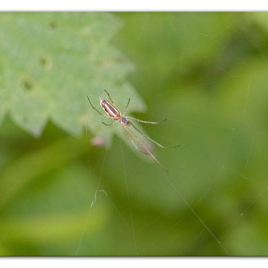 Eine unbekannte Art: Tier im Habitat Anderes Waldhabitat in der NatureSpots App