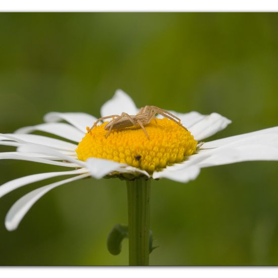 Pisaura mirabilis: Animal in habitat Buffer strip in the NatureSpots App