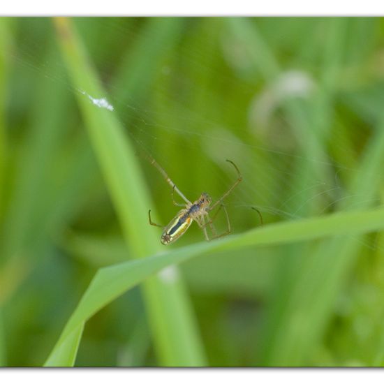 Gemeine Streckerspinne: Tier im Habitat Ackerrandstreifen in der NatureSpots App