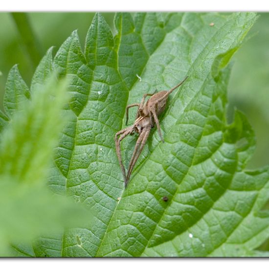 Tetragnatha montana: Tier im Habitat Anderes Waldhabitat in der NatureSpots App