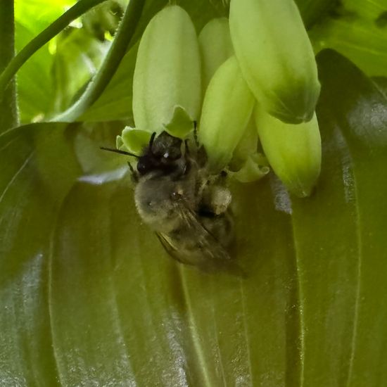 Gemeine Pelzbiene: Tier im Habitat Garten in der NatureSpots App