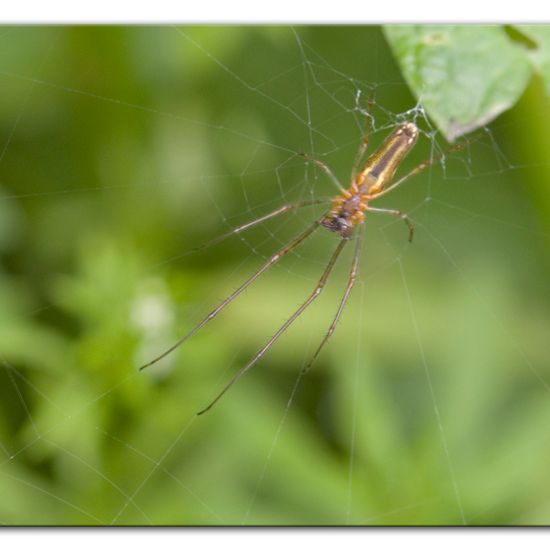 Tetragnatha montana: Tier im Habitat Anderes Waldhabitat in der NatureSpots App