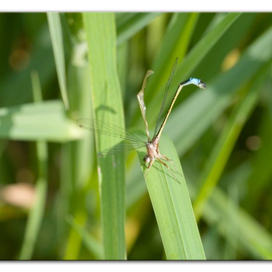 Große Pechlibelle: Tier im Habitat Ackerrandstreifen in der NatureSpots App