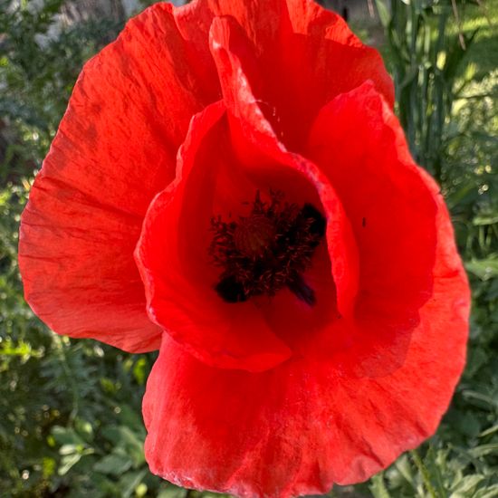 Papaver rhoeas subsp. rhoeas: Plant in habitat Garden in the NatureSpots App