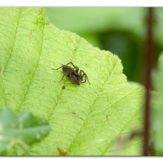 Eine unbekannte Art: Tier im Habitat Anderes Waldhabitat in der NatureSpots App