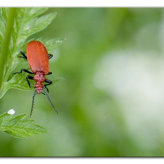 Rotköpfiger Feuerkäfer: Tier im Habitat Anderes Waldhabitat in der NatureSpots App